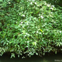 Strobilanthes adenophora Nees
